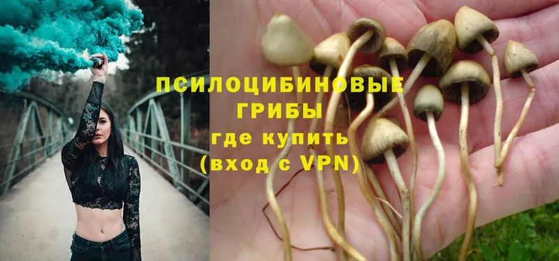 где найти наркотики  Лебедянь  Псилоцибиновые грибы Psilocybe 